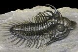 Spiny Comura Trilobite - Exceptional Preparation #154303-3